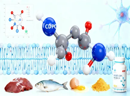 【Brain Health Ingredient Series 4】 Цитиколин (CDPC): &laquo;Предшественник фосфолипидов&raquo; для нейронной реконструкции